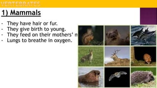 1) Mammals
- They have hair or fur.
- They give birth to young.
- They feed on their mothers’ milk.
- Lungs to breathe in oxygen.
 