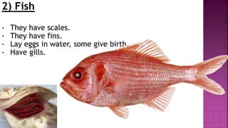 2) Fish
- They have scales.
- They have fins.
- Lay eggs in water, some give birth.
- Have gills.
 
