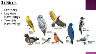 3) Birds
- Feathers
- Lay eggs
- Have lungs
- Two legs
- Have wings
 