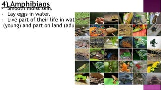 4) Amphibians- Smooth moist skin.
- Lay eggs in water.
- Live part of their life in water
(young) and part on land (adults).
 