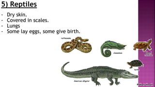 5) Reptiles
- Dry skin.
- Covered in scales.
- Lungs
- Some lay eggs, some give birth.
 