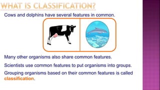 Cows and dolphins have several features in common.
Many other organisms also share common features.
Scientists use common features to put organisms into groups.
Grouping organisms based on their common features is called
classification.
 