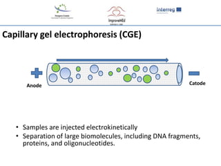 Cge Electropherogram The principle and performance of capillary electrophoresis | PPTX