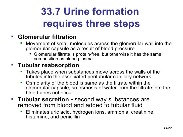 3 processes of urine formation Urine formation i: glomerular filtration • kidneys convert blood plasma to urine in three stages foot processes filtration slits basement membrane capsular space 100 µm 5 µm 05 µm podocyte cell body interlobular artery afferent. 3 processes of urine formation Urine formation i: glomerular filtration • kidneys convert blood plasma to urine in three stages foot processes filtration slits basement membrane capsular space 100 µm 5 µm 05 µm podocyte cell body interlobular artery afferent.