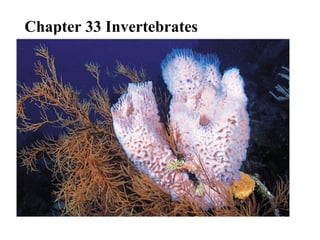 Chapter 33 Invertebrates
 