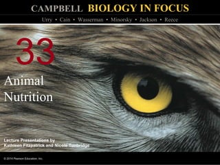 CAMPBELL BIOLOGY IN FOCUS
© 2014 Pearson Education, Inc.
Urry • Cain • Wasserman • Minorsky • Jackson • Reece
Lecture Presentations by
Kathleen Fitzpatrick and Nicole Tunbridge
33
Animal
Nutrition
 
