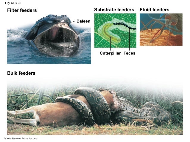 Biology In Focus Chapter 33