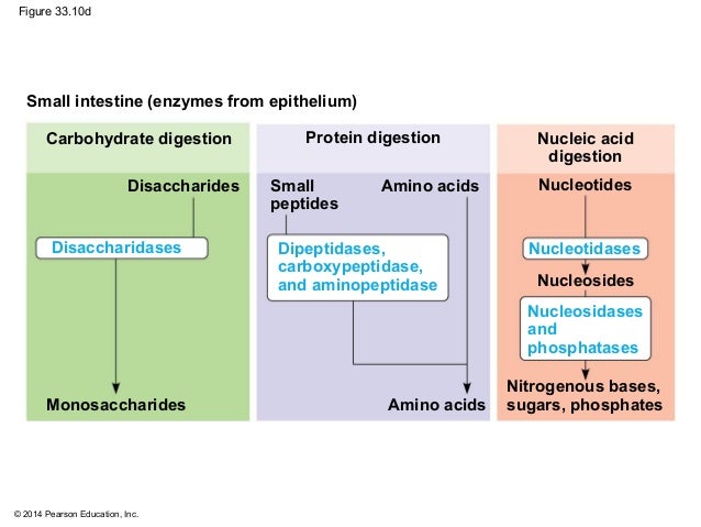Biology in Focus - Chapter 33