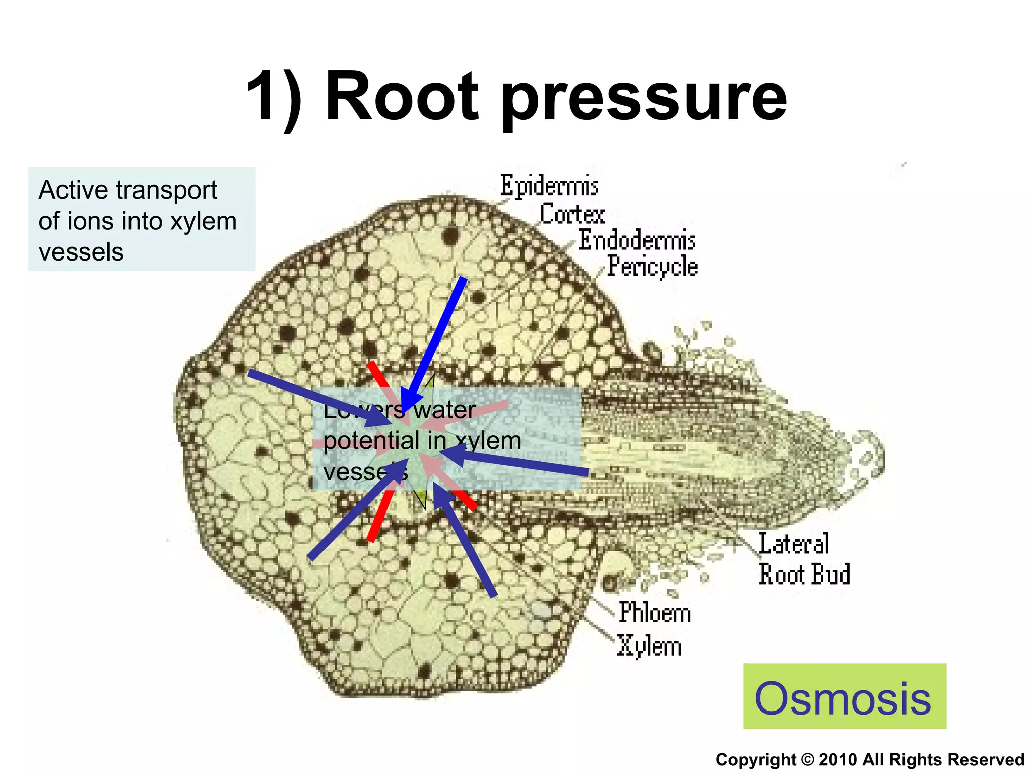 Chapter 9 Transport in Plants Lesson 3 - The 3 mechanisms in water ...