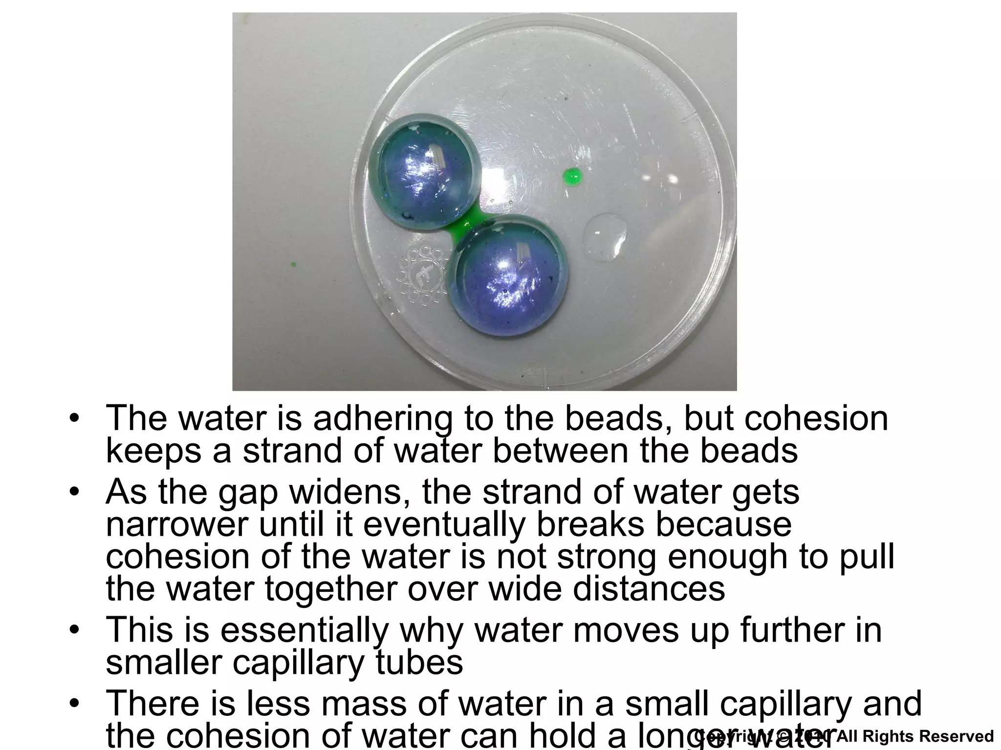 Chapter 9 Transport in Plants Lesson 3 - The 3 mechanisms in water ...