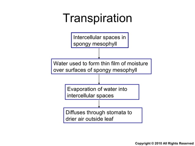 Chapter 9 Transport in Plants Lesson 3 - The 3 mechanisms in water ...