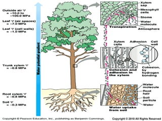 Chapter 9 Transport in Plants Lesson 3 - The 3 mechanisms in water ...