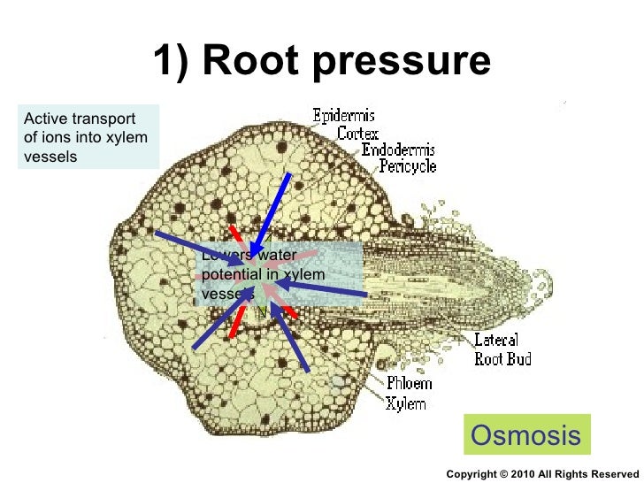 Chapter 9 Transport in Plants Lesson 3 The 3 mechanisms in water tr…