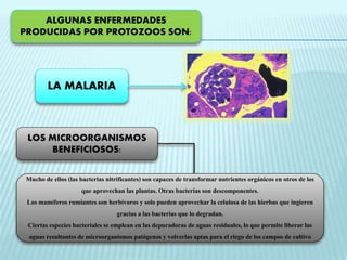 ALGUNAS ENFERMEDADES 
PRODUCIDAS POR PROTOZOOS SON: 
LA MALARIA 
LOS MICROORGANISMOS 
BENEFICIOSOS: 
Mucho de ellos (las bacterias nitrificantes) son capaces de transformar nutrientes orgánicos en otros de los 
que aprovechan las plantas. Otras bacterias son descomponentes. 
Los mamíferos rumiantes son herbívoros y solo pueden aprovechar la celulosa de las hierbas que ingieren 
gracias a las bacterias que lo degradan. 
Ciertas especies bacteriales se emplean en las depuradoras de aguas residuales, lo que permite liberar las 
aguas resultantes de microorganismos patógenos y volverlas aptas para el riego de los campos de cultivo 
 