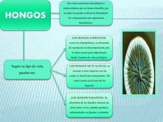 Son seres eucariotas unicelulares o 
multicelulares que no tienen clorofila, por 
lo tanto no pueden realizar la fotosíntesis 
.En consecuencia son organismos 
heterótrofos. 
Según su tipo de vista 
pueden ser: 
LOS HONGOS SAPROFITOS: 
como los champiñones, se alimentan 
de sustancias en descomposición, por 
lo tanto tienen gran importancia 
desde el punto de vista ecológico. 
LOS HONGOS MUTUALISTAS: se 
asocian a otras especies con las 
cuales se benefician mutuamente. Tal 
como ocurre en el caso de los 
líquenes. 
LOS HONGOS PARASITOS: Se 
alimentan de los líquidos internos de 
otros seres vivos y pueden producir 
enfermedades en plantas y animales 
 