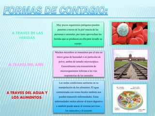 A TRAVES DE LAS 
HERIDAS: 
Muy pocos organismos patógenos pueden 
penetrar a través de la piel intacta de las 
personas o animales, por tanto aprovechan las 
heridas que se producen en ella para invadir su 
cuerpo 
A TRAVES DEL AIRE: 
Muchos microbios se transmiten por el aire en 
micro gotas de humedad o en partículas de 
polvo, ambas de tamaño microscópico. 
Generalmente esta transmisión de 
microorganismos infectan a las vías 
respiratorias de los animales 
A TRAVES DEL AGUA Y 
LOS ALIMENTOS: 
Las malas condiciones sanitarias en su 
manipulación de los alimentos. El agua 
contaminada con restos fecales también nos 
pueden transmitir enfermedades. Estas 
enfermedades suelen afectar al tracto digestivo 
o también puede atacar al sistema nervioso , 
los músculos y el corazón 
 