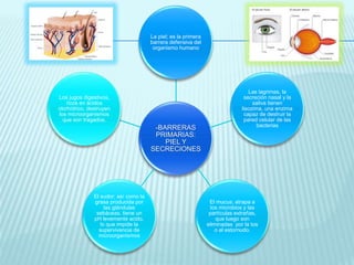 La piel; es la primera 
barrera defensiva del 
organismo humano 
-BARRERAS 
PRIMARIAS: 
PIEL Y 
SECRECIONES 
Las lagrimas, la 
secreción nasal y la 
saliva tienen 
lisozima, una enzima 
capaz de destruir la 
pared celular de las 
bacterias 
El mucus; atrapa a 
los microbios y las 
partículas extrañas, 
que luego son 
eliminadas por la tos 
o el estornudo. 
Los jugos digestivos, 
ricos en ácidos 
clorhídrico, destruyen 
los microorganismos 
que son tragados. 
El sudor; así como la 
grasa producida por 
las glándulas 
sebáceas, tiene un 
pH levemente acido, 
lo que impide la 
supervivencia de 
microorganismos 
 