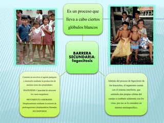 Es un proceso que 
lleva a cabo ciertos 
glóbulos blancos 
BARRERA 
SECUNDARIA: 
fagocitosis 
Además del proceso de fagocitosis de 
los leucocitos, el organismo cuenta 
con el sistema interferón, que 
estimula alas propias células del 
cuerpo a combatir solamente con los 
virus, por eso se le considera un 
sistema semiespecifico. 
Consiste en envolver el agente patógeno 
y destruirlo mediante la producción de 
enzimas tiene dos propiedades: 
DIAPEDESIS: Capacidad de atravesar 
los vasos sanguíneos 
MOVIMIENTO AMEBOIDE: 
Desplazamiento mediante la emisión de 
prolongaciones citoplasmáticas llamadas 
SEUDOPODOS 
 