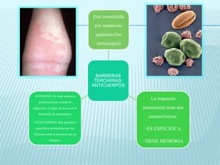 BARRERAS 
TERCIARIAS: 
ANTICUERPOS 
ANTIGENO: Es toda sustancia 
genéticamente extraña al 
organismo y capaz de provocar la 
formación de anticuerpos. 
ANTICUERPOS: Son proteínas 
especificas producidas por los 
linfocitos ante la presencia de un 
antígeno. 
La respuesta 
inmunitaria tiene dos 
características: 
-ES ESPECIFICA 
-TIENE MEMORIA 
Esta constituida 
por sustancias 
químicas (los 
anticuerpos) 
 