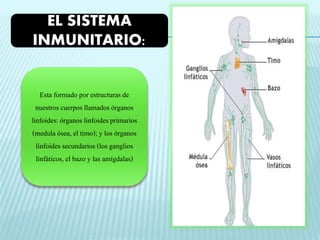 EL SISTEMA 
INMUNITARIO: 
Esta formado por estructuras de 
nuestros cuerpos llamados órganos 
linfoides: órganos linfoides primarios 
(medula ósea, el timo); y los órganos 
linfoides secundarios (los ganglios 
linfáticos, el bazo y las amígdalas) 
 