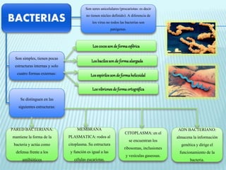 Son seres unicelulares (procariotas: es decir 
no tienen núcleo definido). A diferencia de 
los virus no todos las bacterias son 
patógenas. 
Son simples, tienen pocas 
estructuras internas y solo 
cuatro formas externas: 
Los cocos son de forma esférica 
Los bacilos son de forma alargada 
Los espirilos son de forma helicoidal 
Los vibriones de forma ortográfica 
Se distinguen en las 
siguientes estructuras: 
PARED BACTERIANA: 
mantiene la forma de la 
bacteria y actúa como 
defensa frente a los 
antibióticos 
MEMBRANA 
PLASMATICA: rodea al 
citoplasma. Su estructura 
y función es igual a las 
células eucariotas. 
ADN BACTERIANO: 
almacena la información 
genética y dirige el 
funcionamiento de la 
bacteria. 
CITOPLASMA: en el 
se encuentran los 
ribosomas, inclusiones 
y vesículas gaseosas. 
 