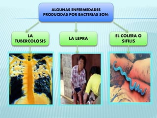 ALGUNAS ENFERMEDADES 
PRODUCIDAS POR BACTERIAS SON: 
LA 
TUBERCOLOSIS 
LA LEPRA 
EL COLERA O 
SIFILIS 
 