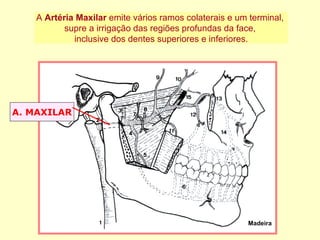A. MAXILAR Madeira A  Artéria Maxilar  emite vários ramos colaterais e um terminal,  supre a irrigação das regiões profundas da face,  inclusive dos dentes superiores e inferiores. 