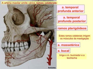 a. temporal  profunda posterior ramos pterigóideos a.   massetérica a. temporal  profunda anterior a. bucal Schünke A artéria maxilar emite vários  ramos colaterais : Estes ramos colaterais irrigam os músculos da mastigação Irriga o m. bucinador e a bochecha 