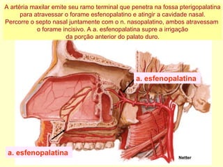 a. esfenopalatina  Netter a. esfenopalatina  A artéria maxilar emite seu ramo terminal que penetra na fossa pterigopalatina para atravessar o forame esfenopalatino e atingir a cavidade nasal.  Percorre o septo nasal juntamente com o n. nasopalatino, ambos atravessam  o forame incisivo. A a. esfenopalatina supre a irrigação da porção anterior do palato duro.  