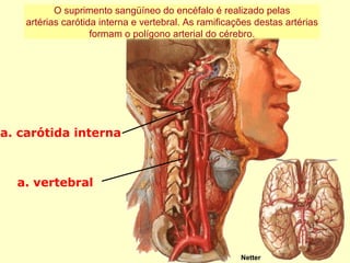 a. carótida interna a. vertebral Netter O suprimento sangüíneo do encéfalo é realizado pelas artérias carótida interna e vertebral. As ramificações destas artérias formam o polígono arterial do cérebro. 