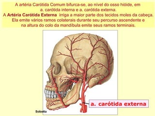 Sobotta carótida externa A artéria Carótida Comum bifurca-se, ao nível do osso hióide, em  a. carótida interna e a. carótida externa. A  Artéria Carótida Externa  irriga a maior parte dos tecidos moles da cabeça. Ela emite vários ramos colaterais durante seu percurso ascendente e  na altura do colo da mandíbula emite seus ramos terminais. 