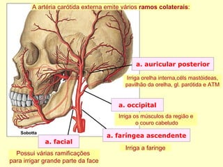 a. faríngea ascendente Sobotta a. occipital a. auricular posterior a. facial A artéria carótida externa emite vários  ramos colaterais : Possui várias ramificações  para irrigar grande parte da face Irriga a faringe Irriga os músculos da região e o couro cabeludo Irriga orelha interna,céls mastóideas, pavilhão da orelha, gl. parótida e ATM 