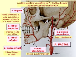a. palatina  ascendente ramos  glandulares a. submentual Schünke A. FACIAL a. labial  superior a. labial  inferior a. angular A artéria facial (ramo colateral da A. Carótida Externa) por sua vez também ramifica-se: Irriga o palato mole Irriga a gl. submandibular Irriga músculos  da região Irrigam a região dos lábios Ramo  terminal da a. facial que realiza a ansatomose com a A. Carótida Interna 
