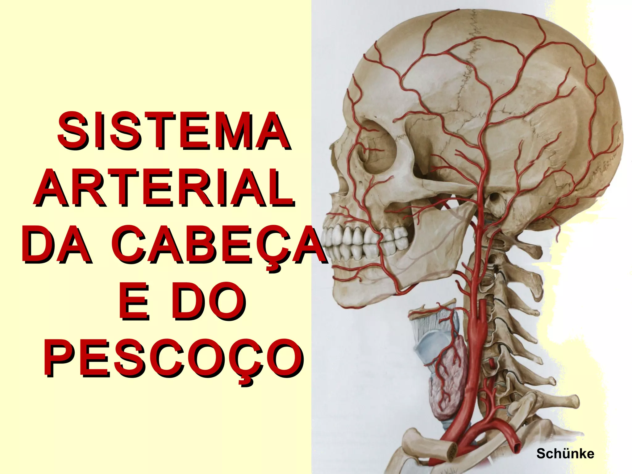 Resumo Anatomia Cabeça E Pescoço Pdf Retoedu