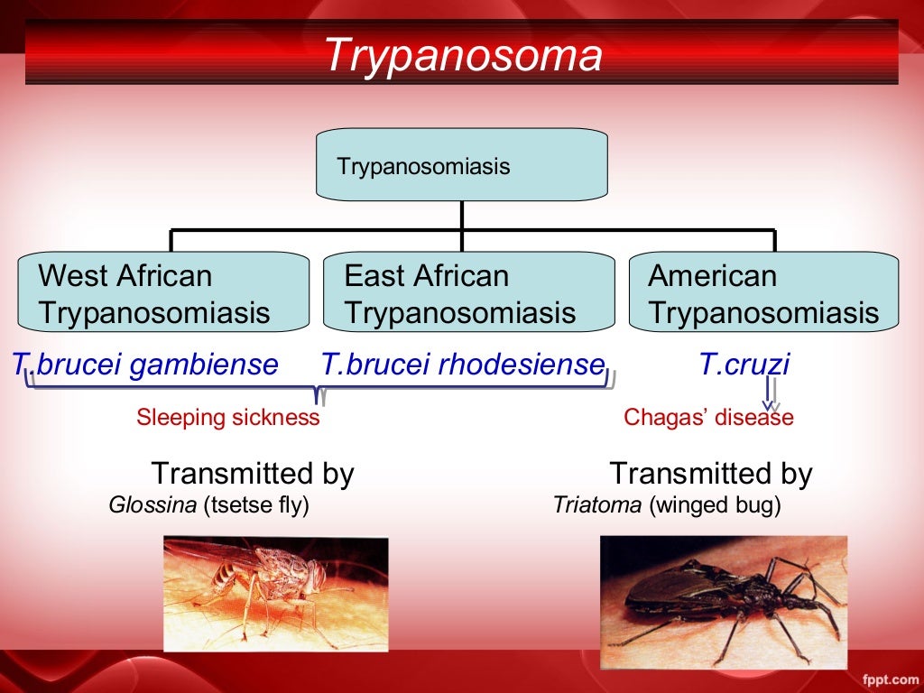 trypanosoma