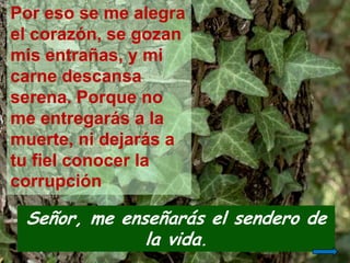 Señor, me enseñarás el sendero de
la vida.
Por eso se me alegra
el corazón, se gozan
mis entrañas, y mi
carne descansa
ser...