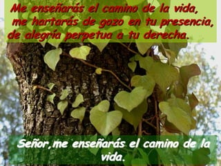Señor,me enseñarás el camino de la
vida.
Me enseñarás el camino de la vida,
me hartarás de gozo en tu presencia,
de alegrí...