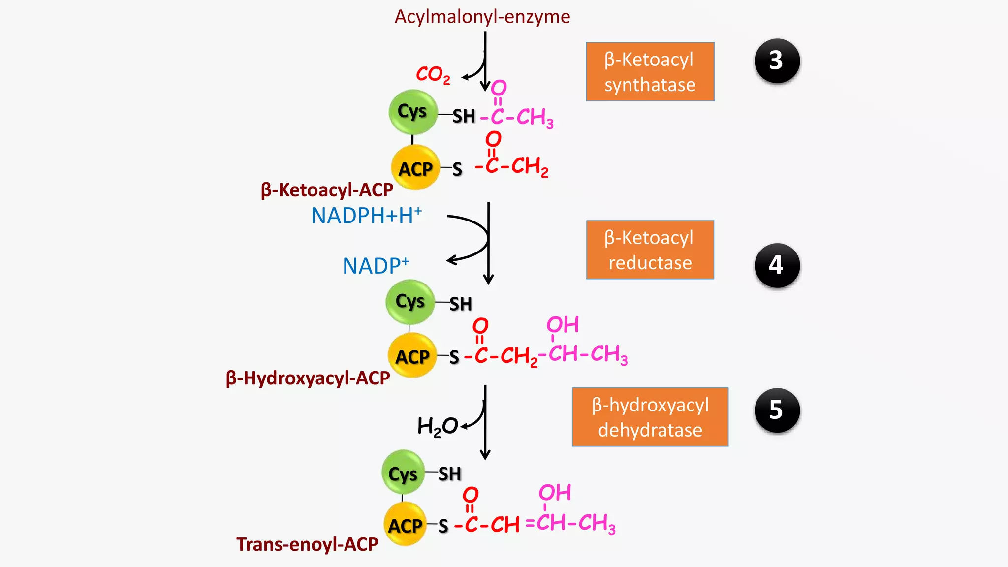 De novo synthesis of fatty acids (Biosynthesis of fatty acids) | PPSX