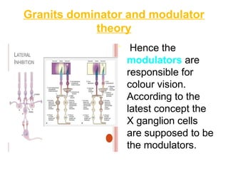 Perfect Vision Modulators 34. Color vision Ophthalmology presentation.pptx