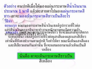 ตอนหลัง  เมื่อตามองผ่านกระดาษสีขาว ซึ่งจะมีแสงสีทุกสีตกกระทบเรตินา เซลล์รูปกรวยที่ไวต่อแสงสีแดงและแสงสีเขียวเท่านั้นที่ยังคงทำงานตามปกติ จึงทำให้ตา ขณะนี้เห็นแสงสีแดงและสีเขียวผสมกันเท่านั้น ซึ่งจะผสมออกมาแล้วเห็นเป็นสีเหลือง   ตัวอย่าง   คนปกติเมื่อให้มองแผ่นกระดาษ สีน้ำเงินนานประมาณ  1  นาที  แล้วละสายตาไปมอง แผ่นกระดาษสีขาว  เขาจะ มองเห็นกระดาษสีขาวเป็นสีอะไร   วิธีทำ  ตอนแรก  ขณะมองกระดาษสีน้ำเงินเซลล์รูปกรวยที่ไวต่อแสงสีน้ำเงินของเรตินาจะทำงานหนักมากจนเกิดความล้า   ทำให้ตาบอดสีน้ำเงินชั่ว คราว  นั่นคือ ตาจะเห็นกระดาษสีขาวเป็นสีเหลือง   