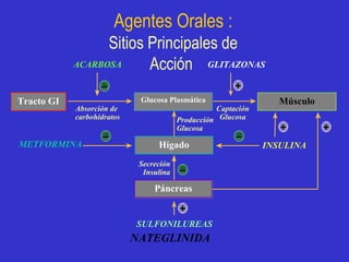 Agentes  Orales : Sitios Principales de Acción  + – – – + + + – Hígado Glucosa Plasmática Músculo Tract o  GI Páncreas Absorción de carbohidratos Producción Glucos a Secreción  Insulin a   SULFON I LUREAS NATEGLINIDA Captación Glucos a INSULINA  GLITAZONAS ACARBOSA METFORMINA REPAGLINIDE 