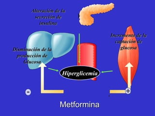 Metformina Alteración de la secreción de insulina Incremento de la captación de glucosa Disminución de la producción de Glucosa - + Hiperglicemia 