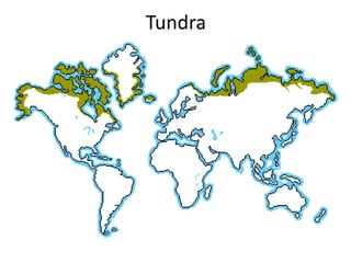 Tundra

 