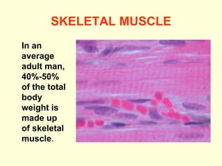 SKELETAL MUSCLE In an average adult man, 40%-50% of the total body weight is made up of skeletal muscle . 