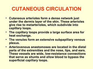 CUTANEOUS CIRCULATION Cutaneous arterioles form a dense network just under the dermis layer of the skin. These arterioles give rise to metarterioles, which subdivide into capillary loops. The capillary loops provide a large surface area for heat exchange. The venules form an extensive subpapillary venous plexus. Arteriovenous anastomoses are located in the distal parts of the extremities and the nose, lips, and ears. These vessels are wide, low-resistance connections that serve as shunts and allow blood to bypass the superficial capillary loops. 