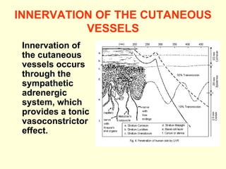 INNERVATION OF THE CUTANEOUS VESSELS Innervation of the cutaneous vessels occurs through the sympathetic adrenergic system, which provides a tonic vasoconstrictor effect. 