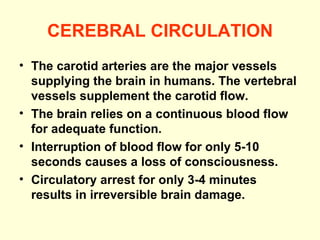 CEREBRAL CIRCULATION The carotid arteries are the major vessels supplying the brain in humans. The vertebral vessels supplement the carotid flow. The brain relies on a continuous blood flow for adequate function. Interruption of blood flow for only 5-10 seconds causes a loss of consciousness.  Circulatory arrest for only 3-4 minutes results in irreversible brain damage. 