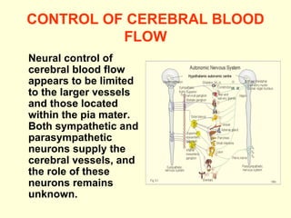 CONTROL OF CEREBRAL BLOOD FLOW Neural control of cerebral blood flow appears to be limited to the larger vessels and those located within the pia mater. Both sympathetic and parasympathetic neurons supply the cerebral vessels, and the role of these neurons remains unknown. 