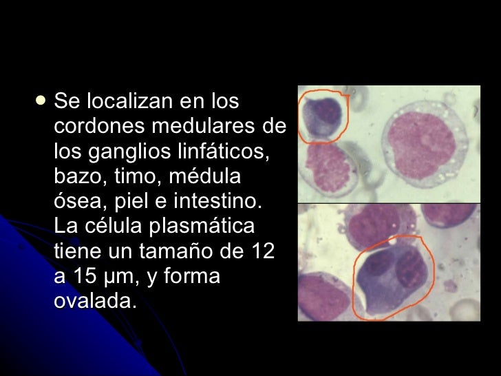 34 celulas plasmáticas