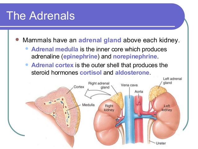 Hormones produced by adrenal gland - bxekool